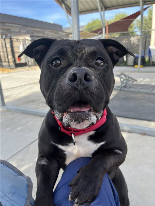 IDK - American Bulldog available for adoption