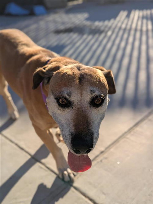 MUSH POTATO - English Coonhound / Labrador Retriever available for adoption