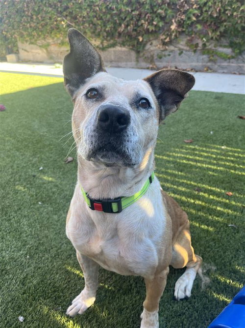 MUSHROOM GRAVY - Australian Cattle Dog/Blue Heeler available for adoption