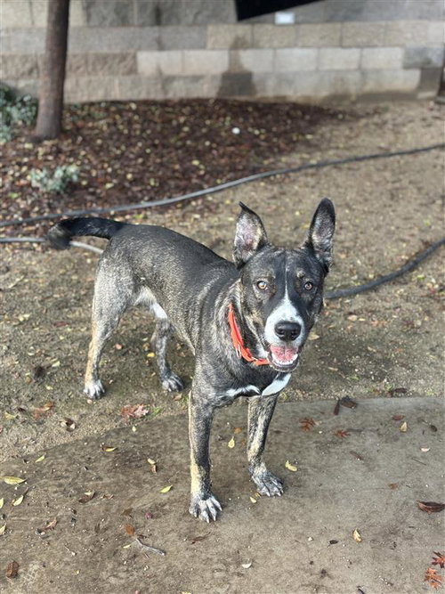 CALAMARI JOE - German Shepherd Dog available for adoption
