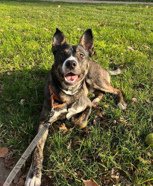 CALAMARI JOE - German Shepherd Dog available for adoption