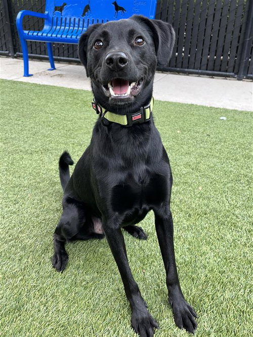JACK - Pointer available for adoption