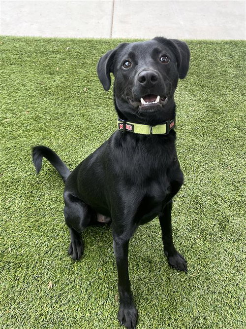 JACK - Pointer available for adoption