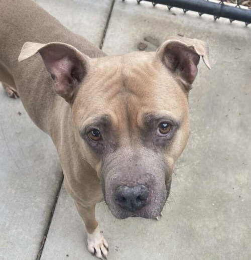 ROYALTY - American Staffordshire Terrier available for adoption