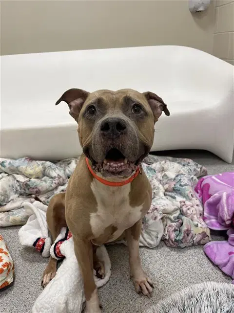 Royalty - American Staffordshire Terrier