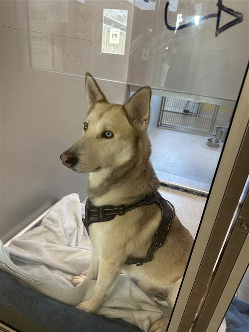 SHOESTRING - Husky available for adoption