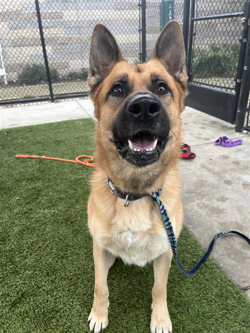 CODY - German Shepherd Dog available for adoption