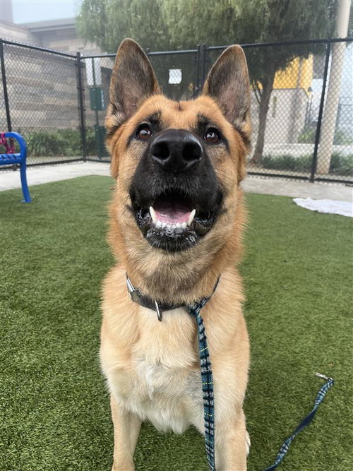 CODY - German Shepherd Dog available for adoption