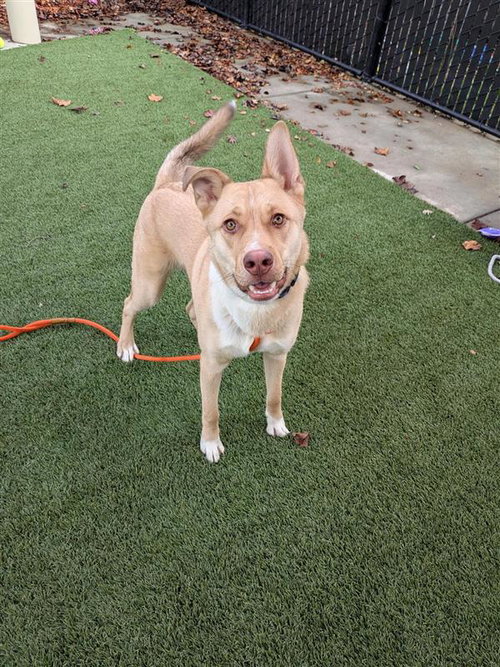 DEREK HOSTETLER - Siberian Husky available for adoption