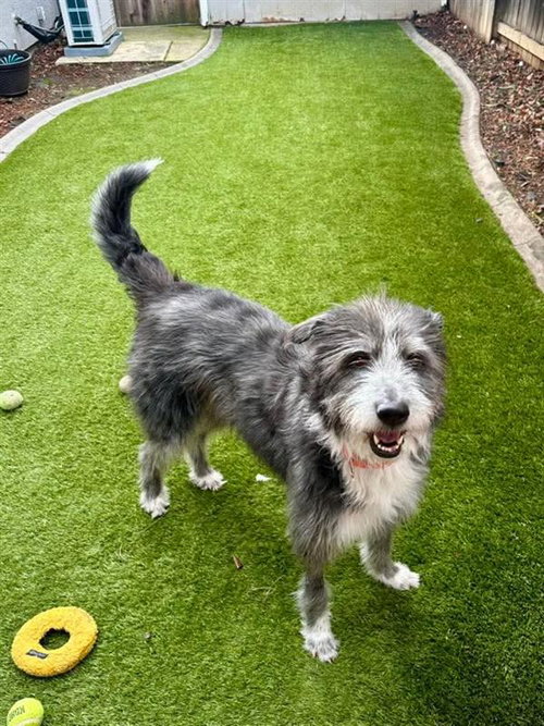 SHAWTEY - Old English Sheepdog for adoption in Elk Grove