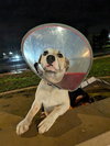 Honeydew - Photo 1