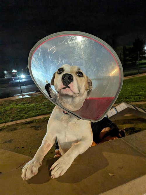 HONEYDEW - Pit Bull Terrier available for adoption