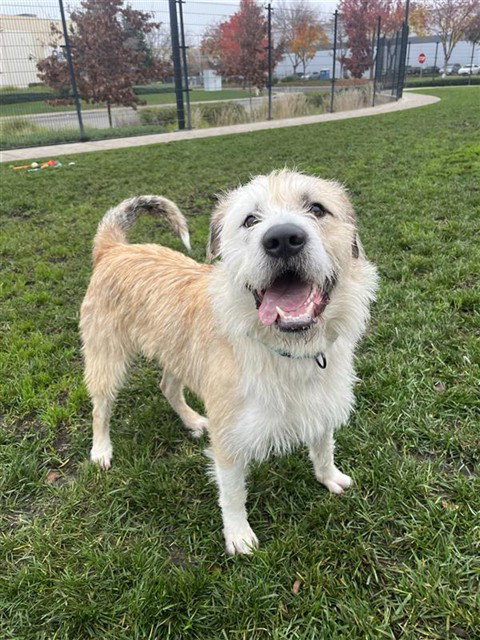 picture of the dog needing adoption