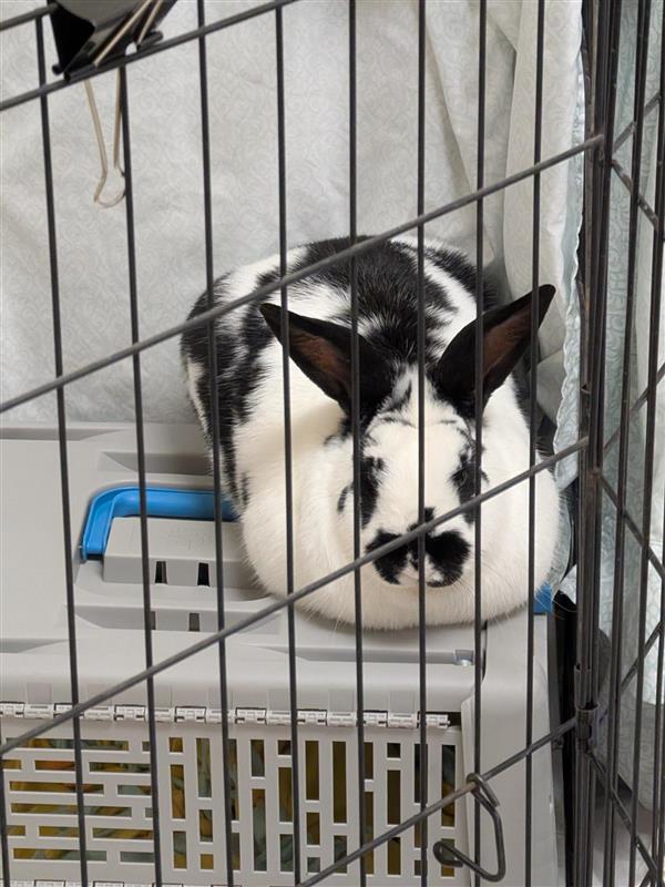 Sir Duke Image