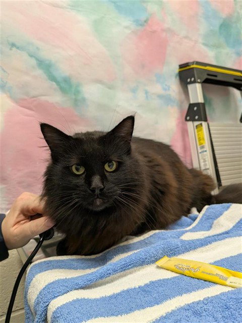 picture of the cat needing adoption