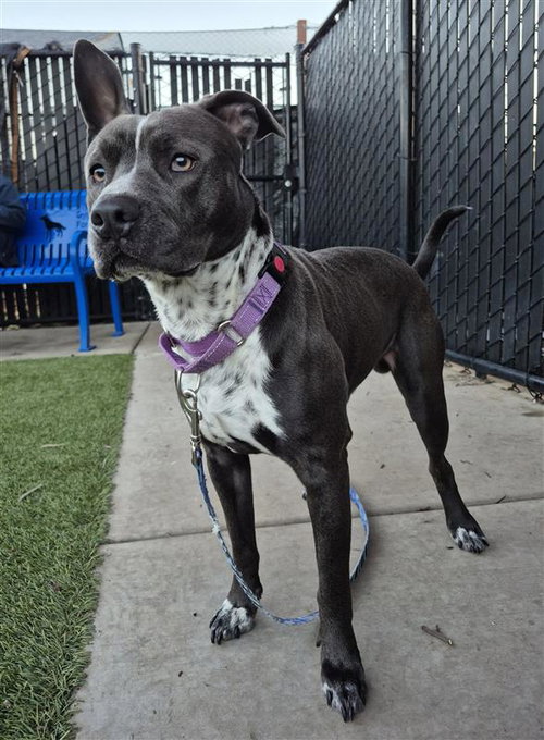 picture of the dog needing adoption