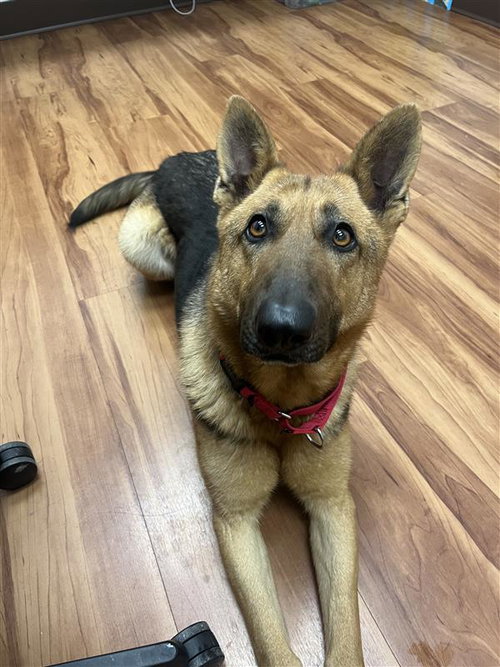 picture of the dog needing adoption
