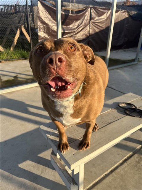 picture of the dog needing adoption