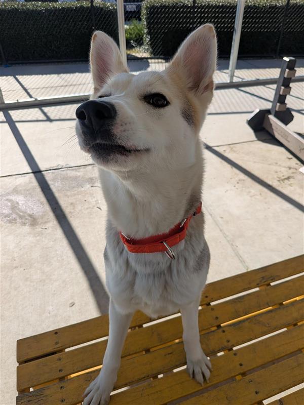 Fennec
