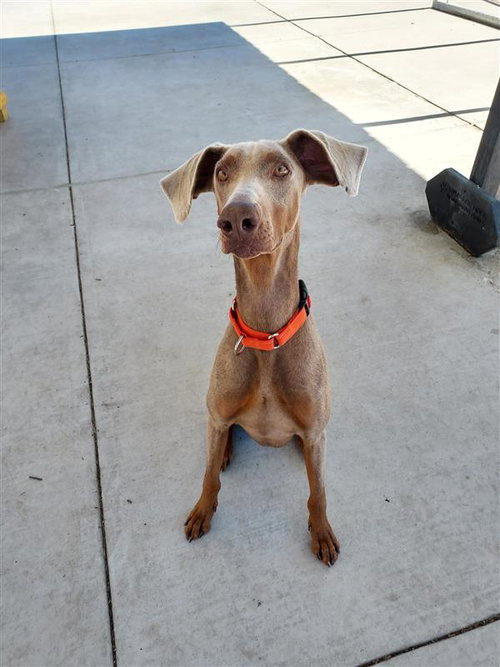 picture of the dog needing adoption