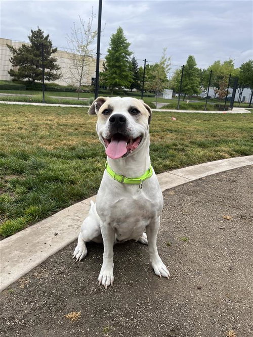 Macchiato, an adoptable Pit Bull Terrier in Elk Grove, CA