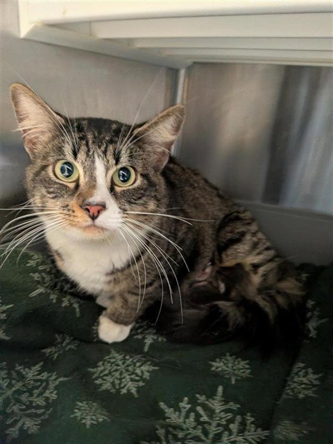 Maka, an adoptable Domestic Short Hair in Elk Grove, CA