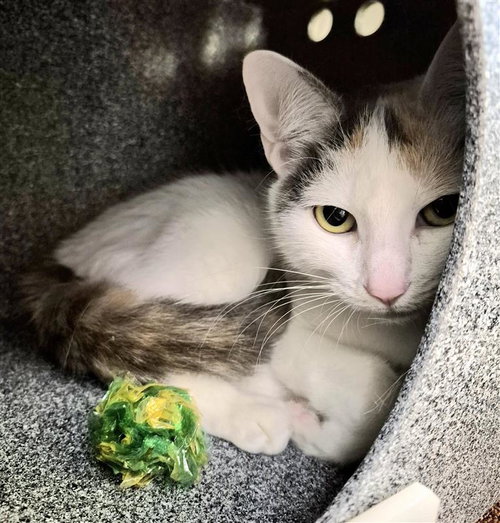 Binti, an adoptable Domestic Short Hair in Elk Grove, CA