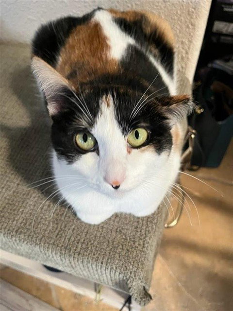 Wisteria, an adoptable Domestic Short Hair in Elk Grove, CA