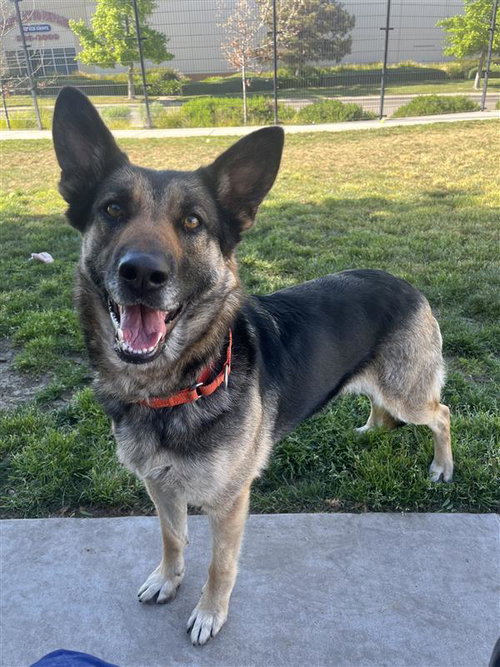 Sheepish, an adoptable German Shepherd Dog in Elk Grove, CA