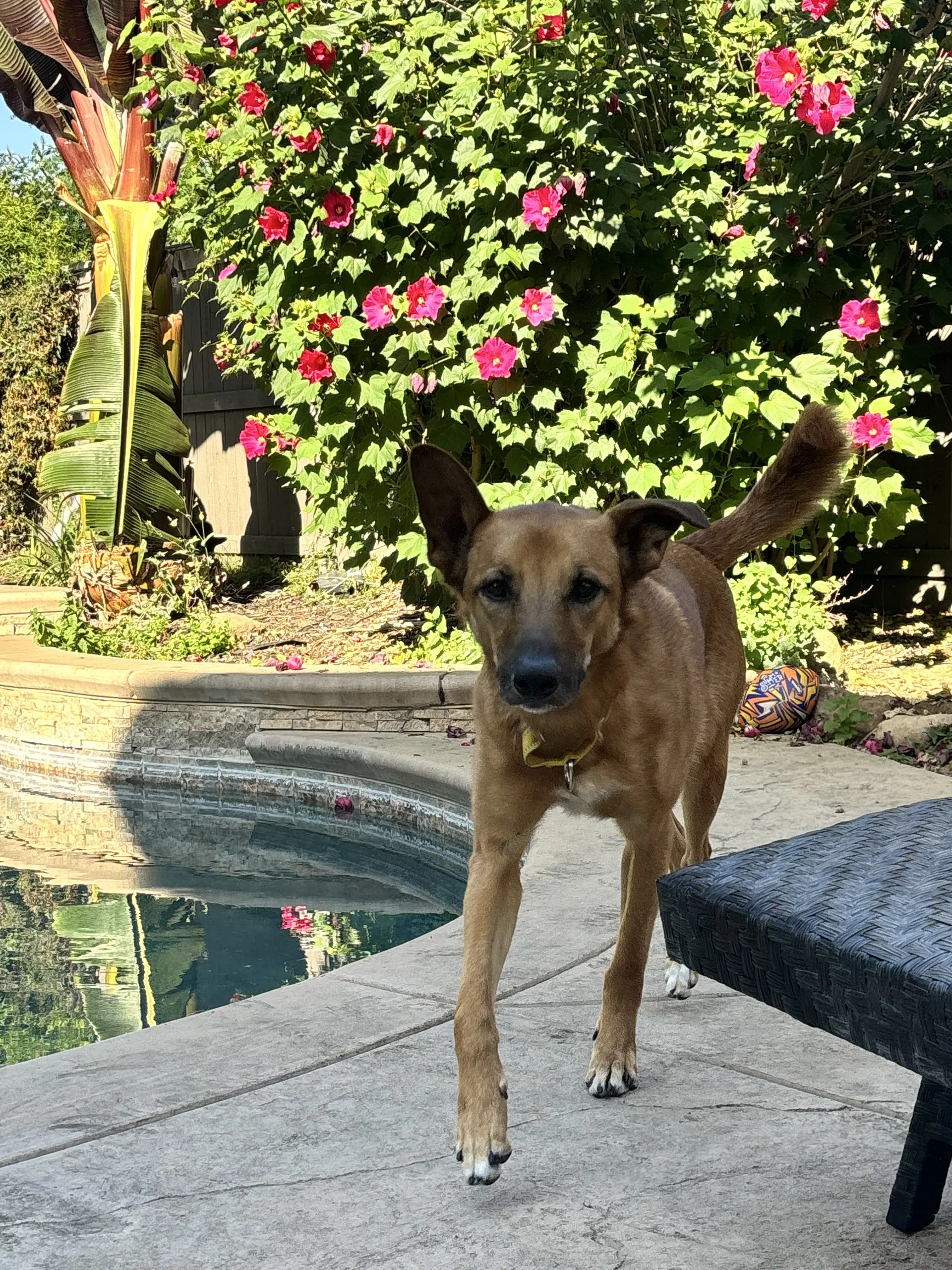 Zeus - Belgian Shepherd Malinois