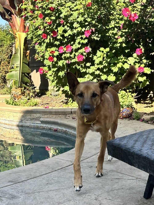 Zeus, an adoptable Belgian Shepherd Malinois in Elk Grove, CA