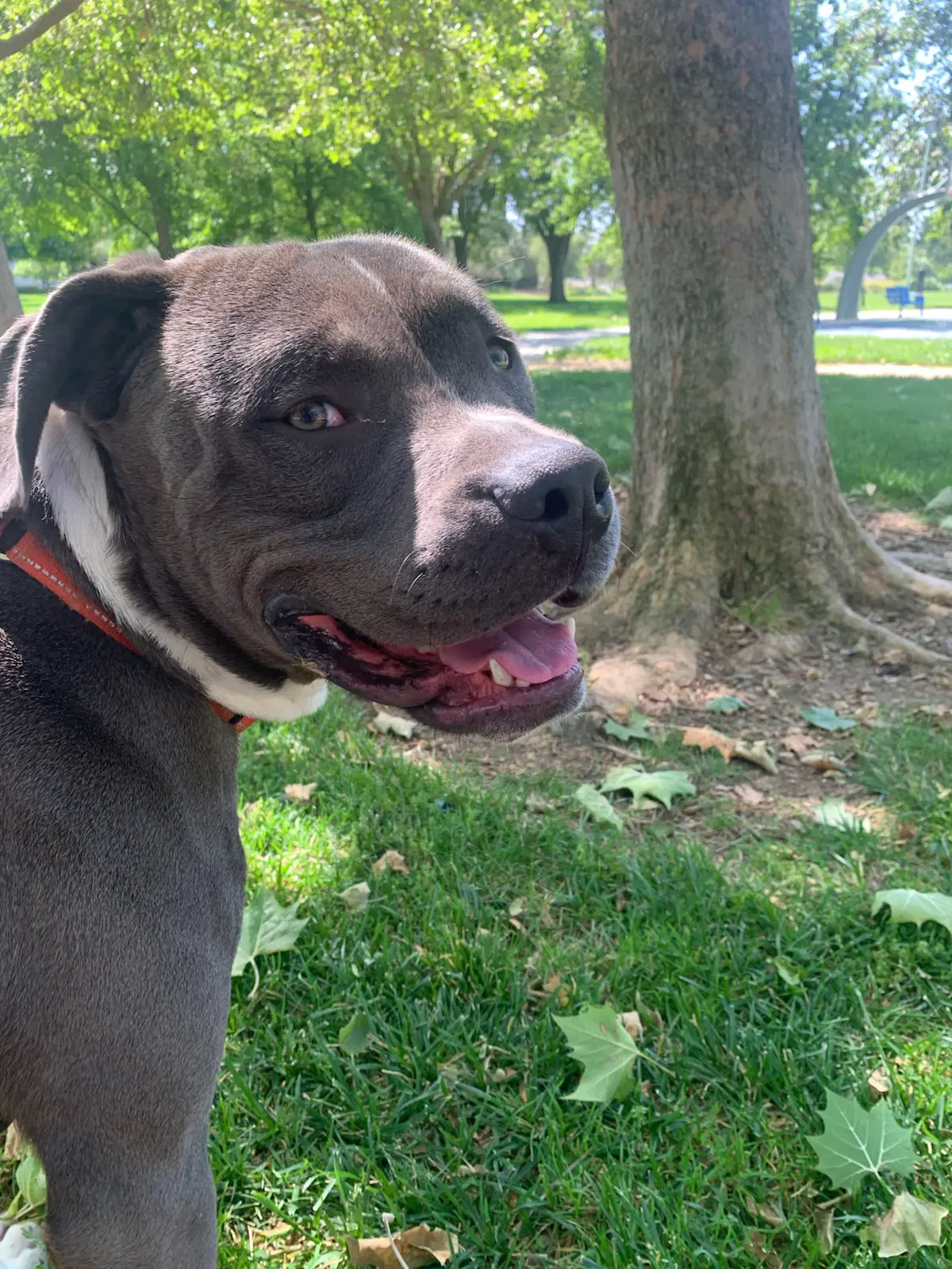 Equilibrium - Pit Bull Terrier