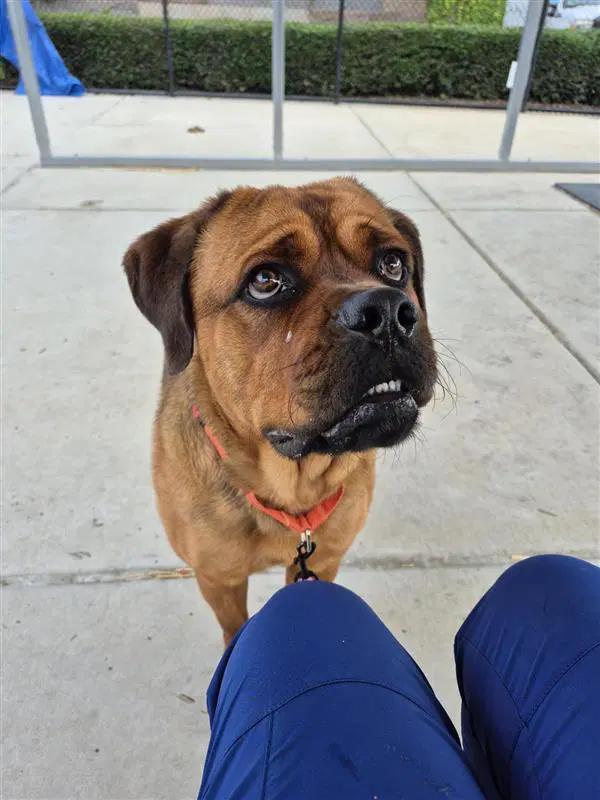 Rocky - Cane Corso Mastiff