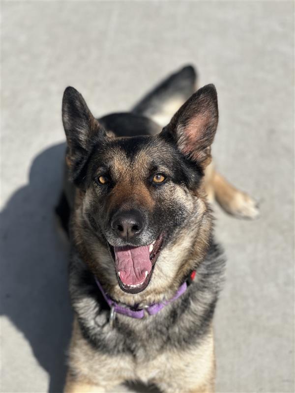 Sheepish