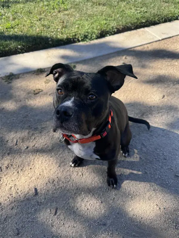 Mint Julep - Pit Bull Terrier