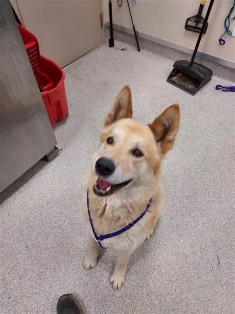 Chewie - Akita