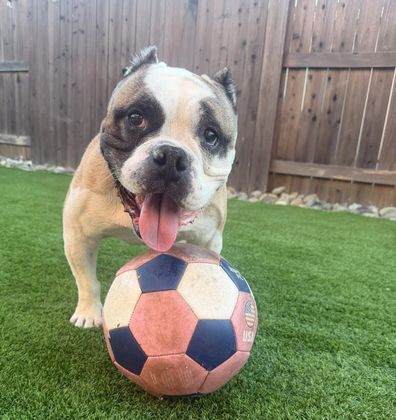 Gordo - Bulldog