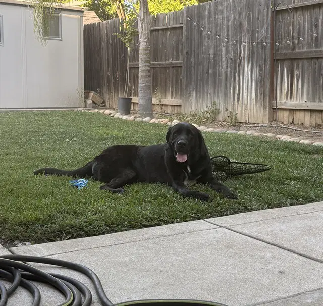 Smokey - Labrador Retriever