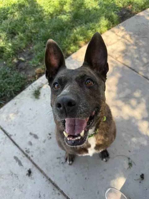 Luna - German Shepherd Dog