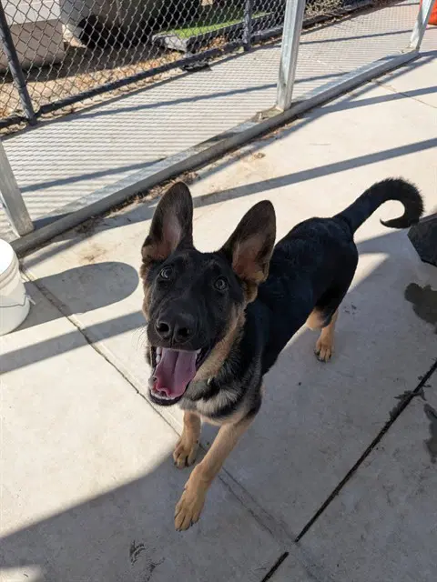 Hercules - German Shepherd Dog