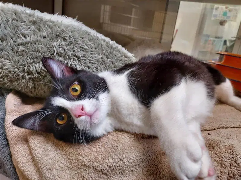 Cleats - Domestic Short Hair