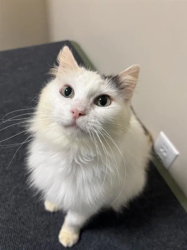 Sakura - Domestic Short Hair