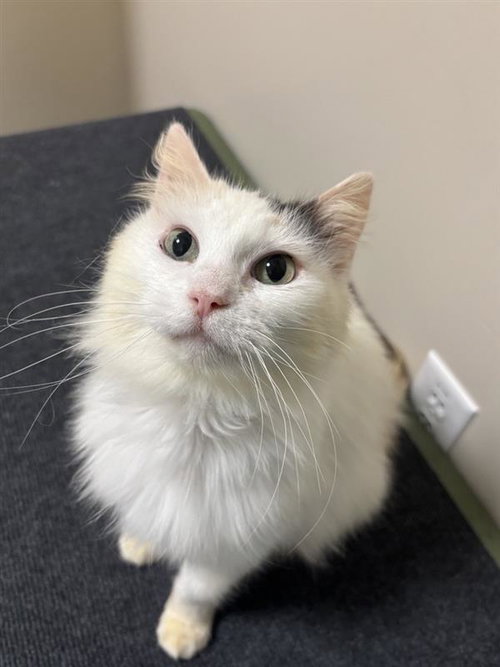 Sakura, a cat for adoption from City of Elk Grove Animal Services