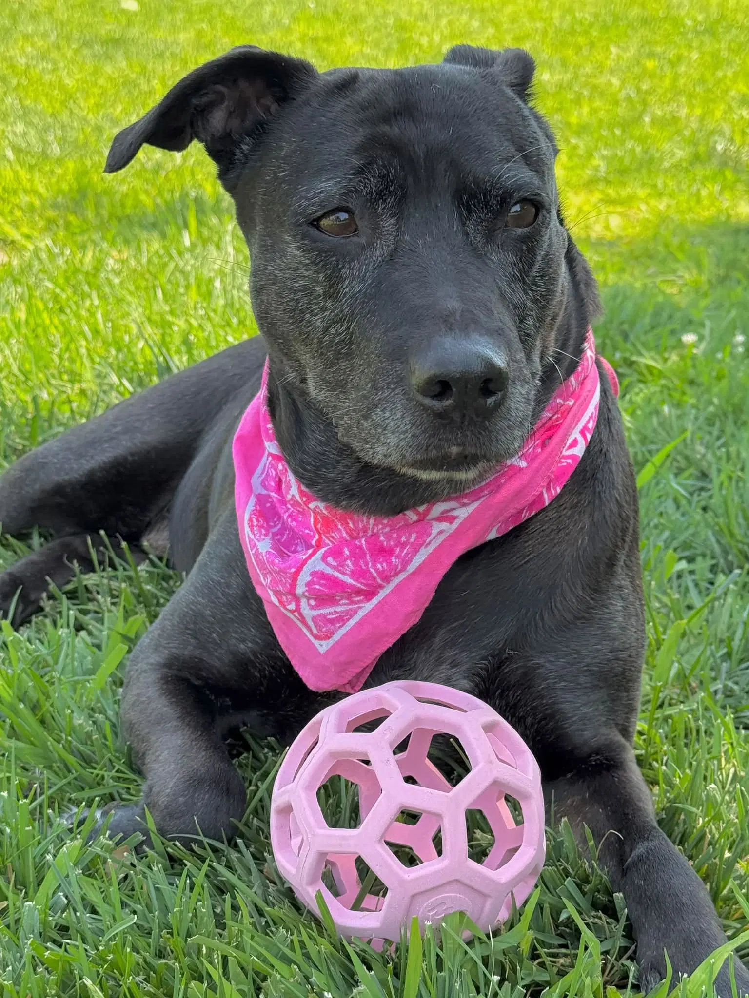 Callie - Pit Bull Terrier