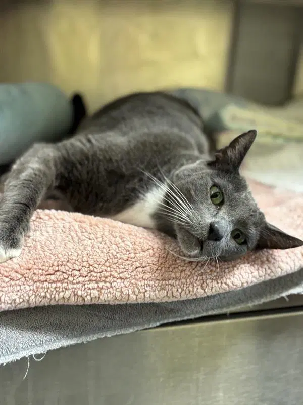 Skeeter - Domestic Short Hair