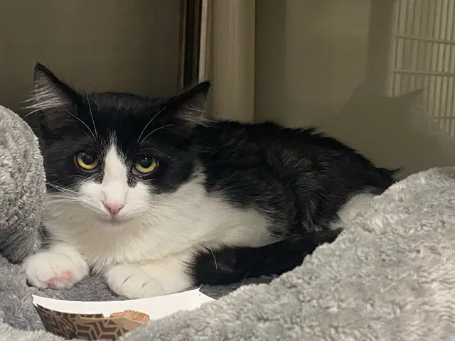 Jack - Domestic Short Hair