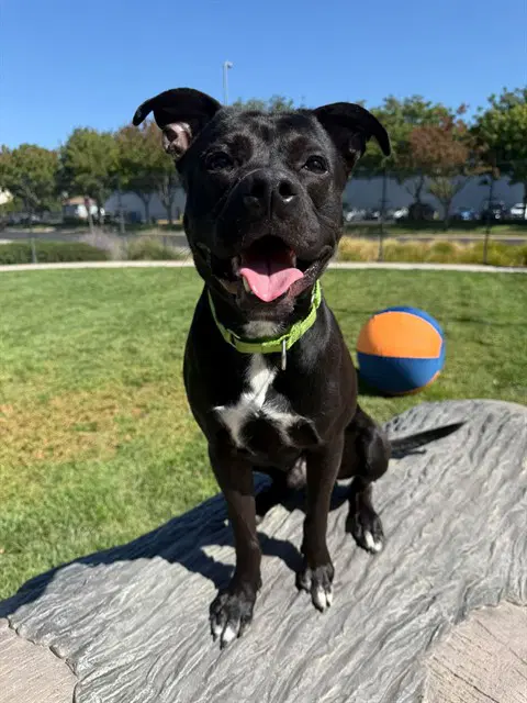 Barnabas - American Pit Bull Terrier