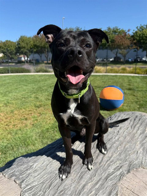 Barnabas, a dog for adoption from City of Elk Grove Animal Services