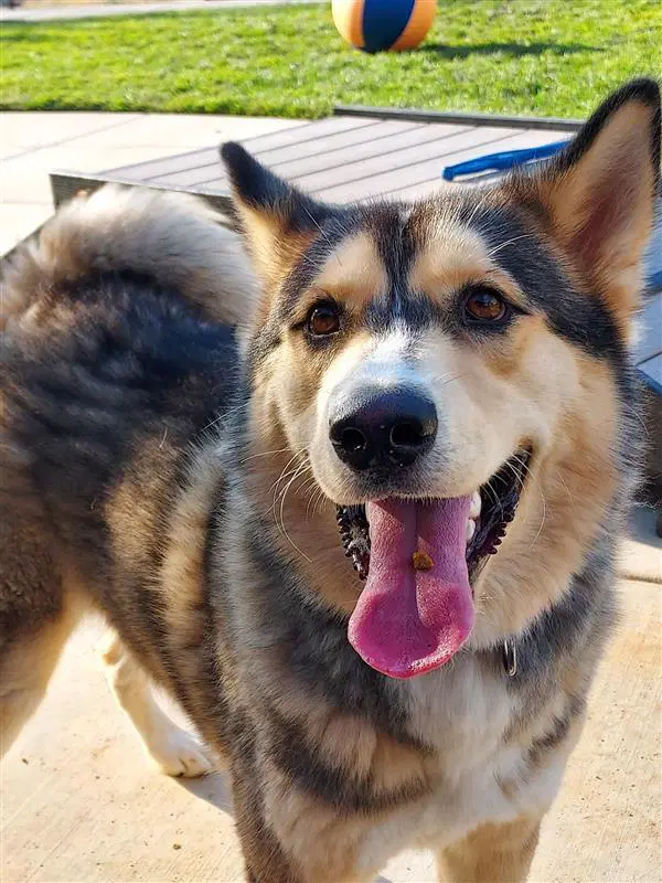 Cinnabum - Husky