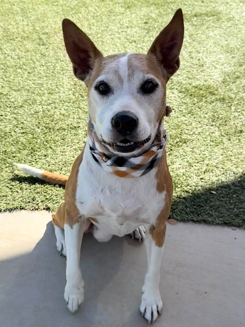 Nova, a dog for adoption from City of Elk Grove Animal Services